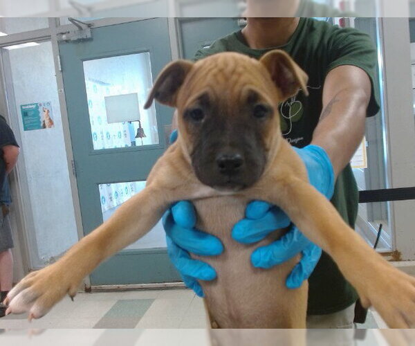 Medium Photo #1 Black Mouth Cur-Unknown Mix Puppy For Sale in Oklahoma City, OK, USA