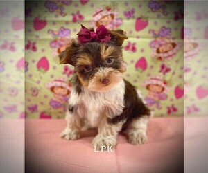 Yorkshire Terrier Puppy for sale in WINNSBORO, LA, USA