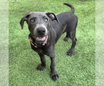 Small #3 Labrador Retriever Mix