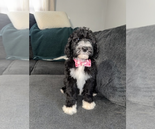 Medium Photo #1 Sheepadoodle Puppy For Sale in WARSAW, VA, USA