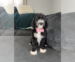 Sheepadoodle Puppy for sale in WARSAW, VA, USA