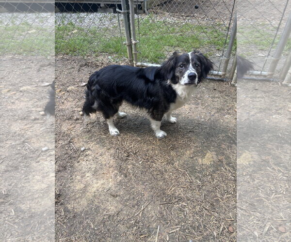 Medium Photo #2 Brittany-Unknown Mix Puppy For Sale in Curwensville, PA, USA
