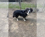 Small #1 Brittany Mix