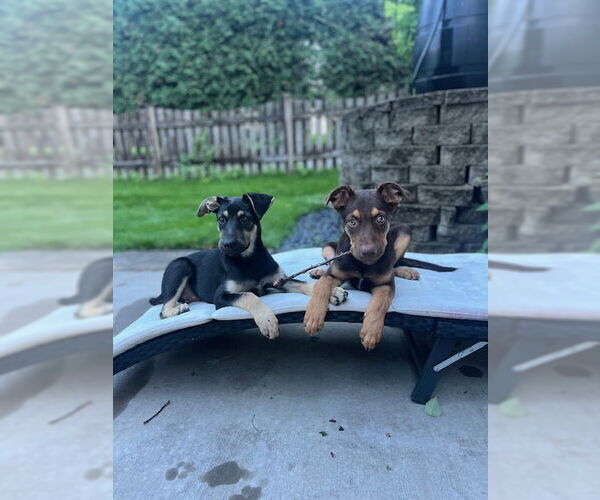 Medium Photo #4 Doberman Pinscher-Unknown Mix Puppy For Sale in Minneapolis, MN, USA