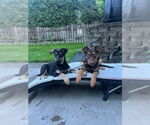 Small #3 Australian Shepherd Mix
