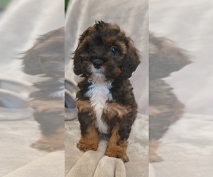 Maltipoo Puppy for sale in BURLINGTON, MA, USA