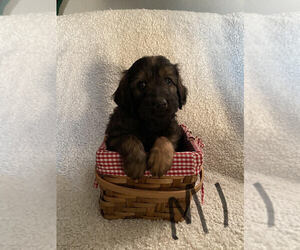 Goldendoodle Puppy for Sale in ELMWOOD, Wisconsin USA