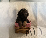 Small Photo #1 Goldendoodle Puppy For Sale in ELMWOOD, WI, USA