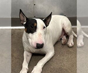 Bull Terrier Dogs for adoption in San Bernardino, CA, USA