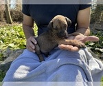 Small Photo #2 Rhodesian Ridgeback Puppy For Sale in WILMINGTON, NC, USA