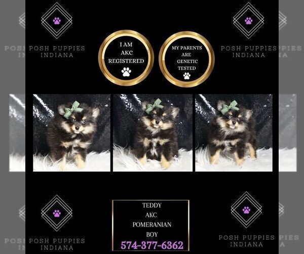 Medium Photo #1 Pomeranian Puppy For Sale in WARSAW, IN, USA