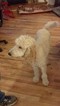 Small Photo #1 Goldendoodle Puppy For Sale in JONESBOROUGH, TN, USA
