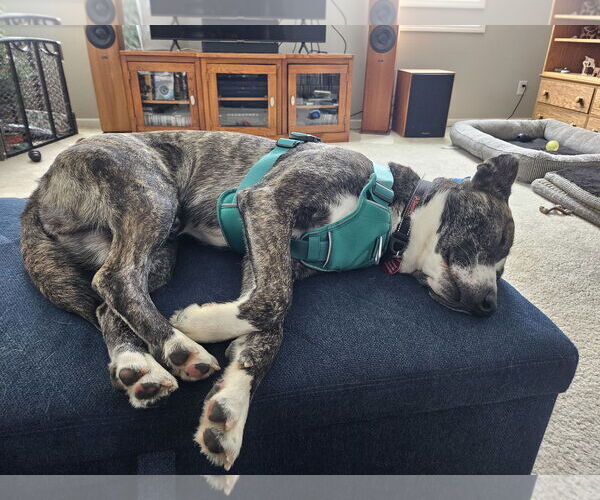 Medium Photo #4 Mutt Puppy For Sale in St. Louis Park, MN, USA