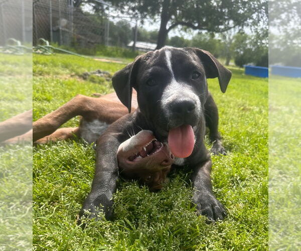 Medium Photo #10 American Pit Bull Terrier-Spaniel Mix Puppy For Sale in Claremore, OK, USA