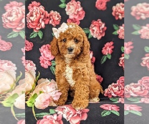 Cavapoo Puppy for sale in BIRD IN HAND, PA, USA