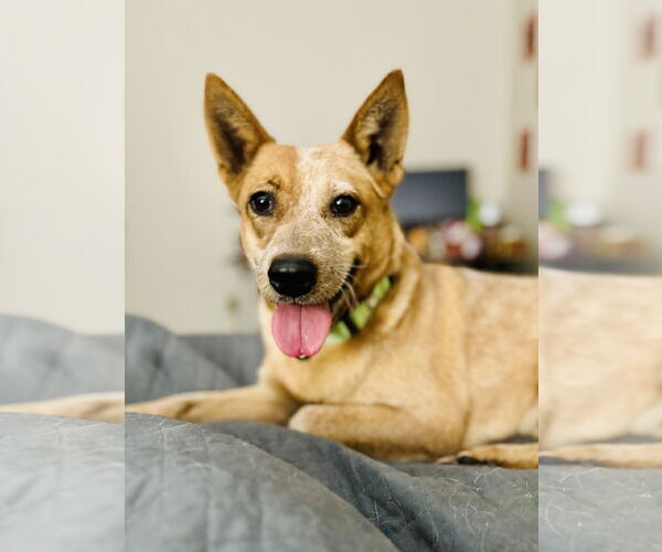 Medium Photo #1 Mutt Puppy For Sale in Garden City, NY, USA