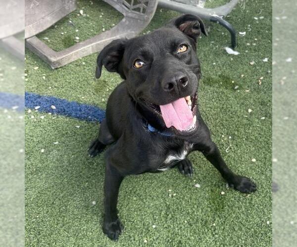 Medium Photo #12 Labrador Retriever-Unknown Mix Puppy For Sale in San Diego, CA, USA