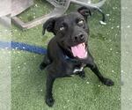 Small #11 Labrador Retriever Mix