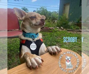 Chiweenie Dogs for adoption in Omaha, NE, USA