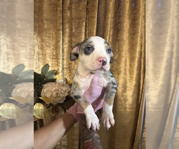 Medium Photo #1 American Bully Puppy For Sale in SEVERN, MD, USA
