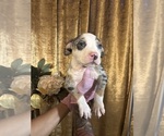 Puppy Puppy 6 American Bully