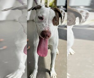 Pointer-Unknown Mix Dogs for adoption in Royal Palm Beach, FL, USA