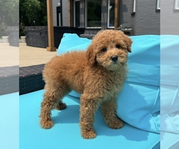 Medium Photo #5 Goldendoodle (Miniature) Puppy For Sale in FRANKLIN, IN, USA
