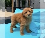 Small #4 Goldendoodle (Miniature)