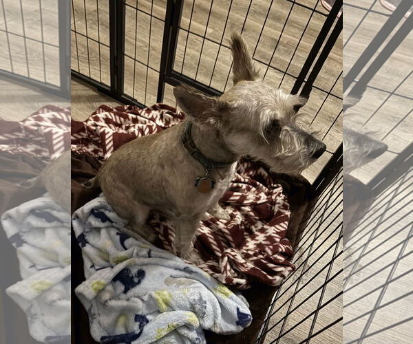 Medium Photo #5 - Mix Puppy For Sale in Lenoir, NC, USA