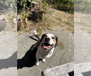 Beagle-Unknown Mix Dogs for adoption in Derwood, MD, USA