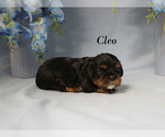 Small #7 Cavalier King Charles Spaniel
