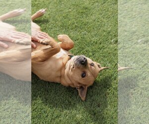 Crosby - Female Labrador Retriever-Unknown Mix Dog for Adoption - Photo #4