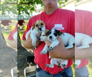 Jack Russell Terrier Puppy for sale in BRIDGETON, NJ, USA
