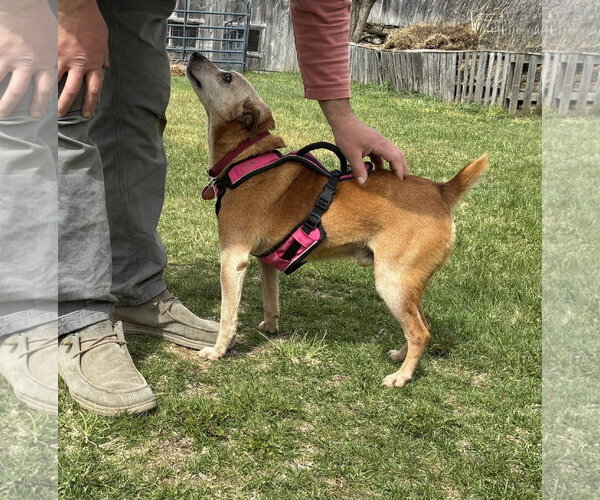 Medium Photo #2 Mutt Puppy For Sale in Garden City, NY, USA