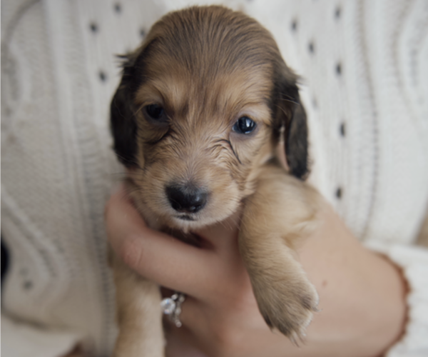Medium Photo #4 Dachshund Puppy For Sale in LODI, CA, USA