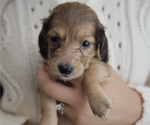 Small #3 Dachshund