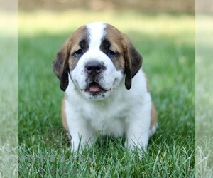 Saint Bernard Puppy for sale in STRASBURG, PA, USA