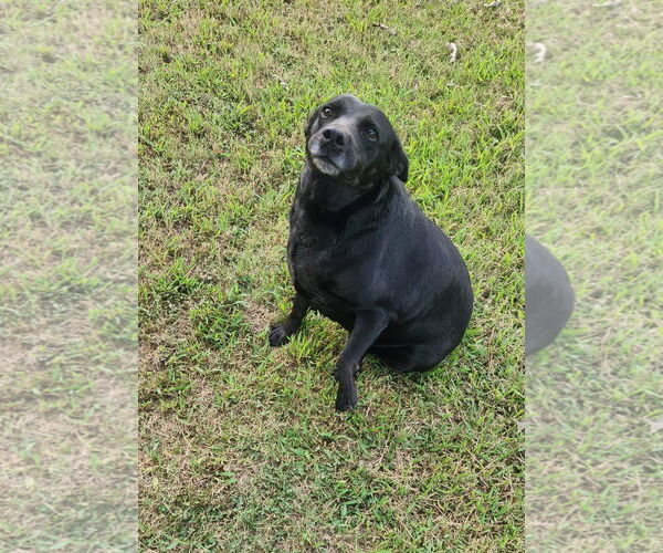 Medium Photo #3 Labrador Retriever-Unknown Mix Puppy For Sale in Shreveport, LA, USA
