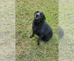 Small #2 Labrador Retriever Mix
