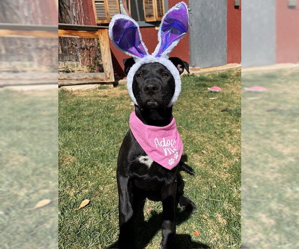 Medium Photo #1 Labrador Retriever-Unknown Mix Puppy For Sale in Aurora, CO, USA