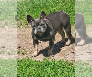 Mother of the French Bulldog puppies born on 07/31/2022