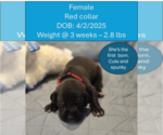 Puppy Red collar Daniff-English Mastweiler Mix