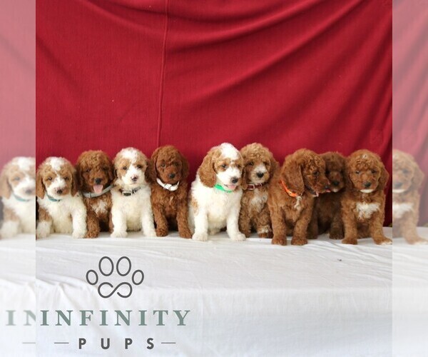 Medium Photo #3 Goldendoodle Puppy For Sale in GORDONVILLE, PA, USA
