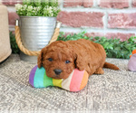 Small #1 Cavapoo