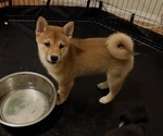 Small #2 Shiba Inu