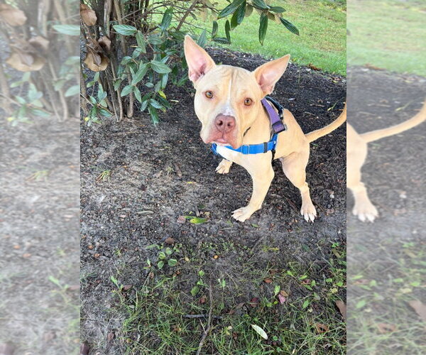 Medium Photo #4 American Staffordshire Terrier-Unknown Mix Puppy For Sale in Sayreville, NJ, NJ, USA