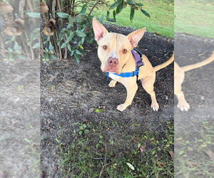 Carrie - Female American Staffordshire Terrier-Unknown Mix Dog for Adoption - Photo #4
