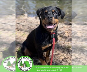 Rottweiler Dogs for adoption in Stroudsburg, PA, USA