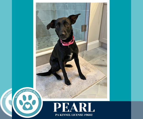 Medium Photo #1 Chihuahua-Labrador Retriever Mix Puppy For Sale in Kimberton, PA, USA