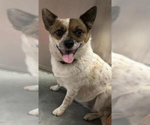 Mutt Dogs for adoption in Santa Cruz, CA, USA